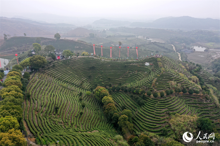 Цзянси Цзиньань: Ақ шай жапырағы жайнап, тынымсыз еңбек басталды