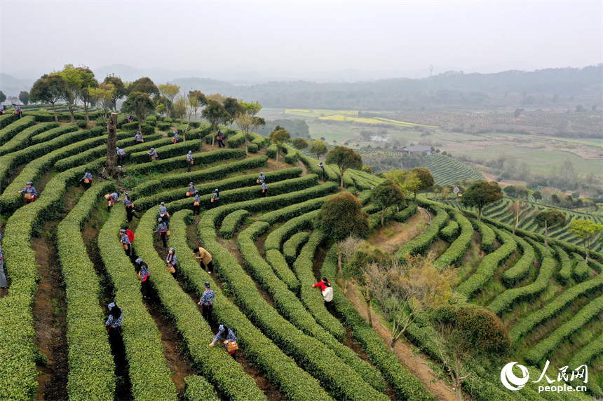 Цзянси Цзиньань: Ақ шай жапырағы жайнап, тынымсыз еңбек басталды