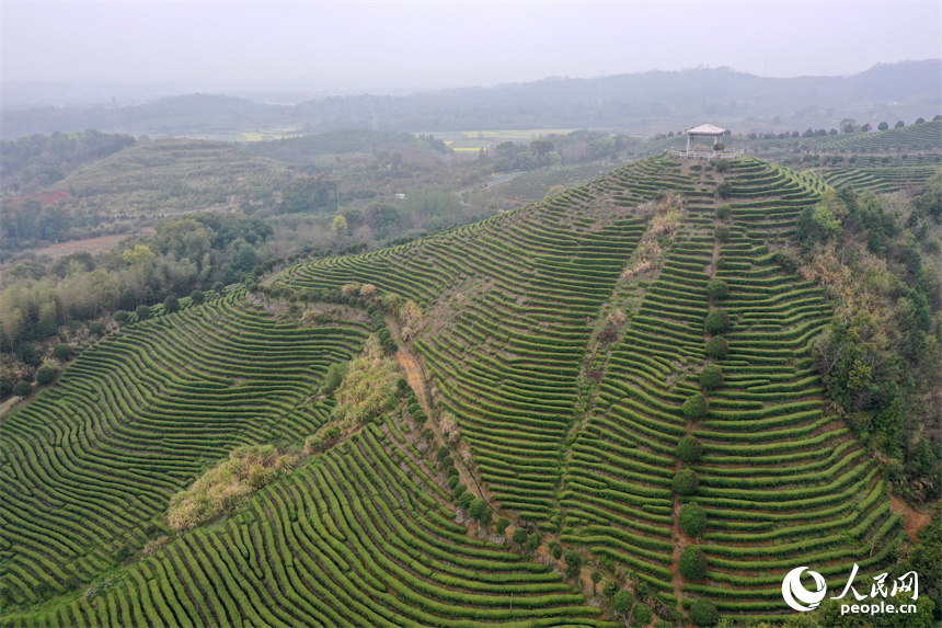 Цзянси Цзиньань: Ақ шай жапырағы жайнап, тынымсыз еңбек басталды