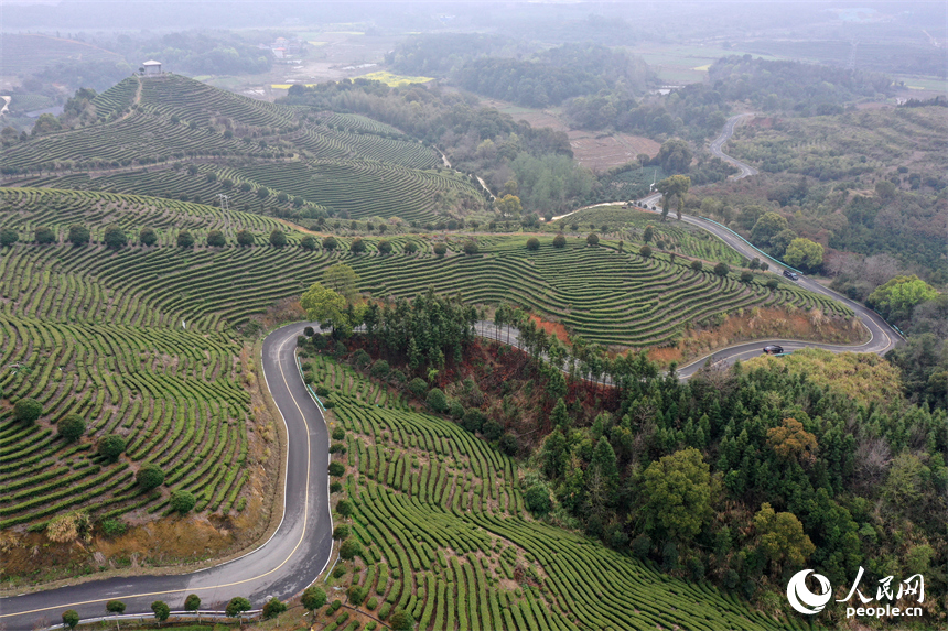 Цзянси Цзиньань: Ақ шай жапырағы жайнап, тынымсыз еңбек басталды