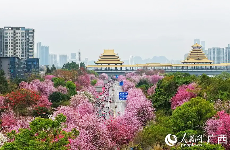 Көктемгі гүл теңізіндегі жарыс