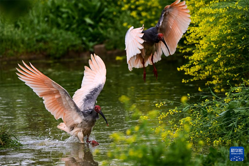 Қызыл құтанның мекені – құстардың әсем қимылы