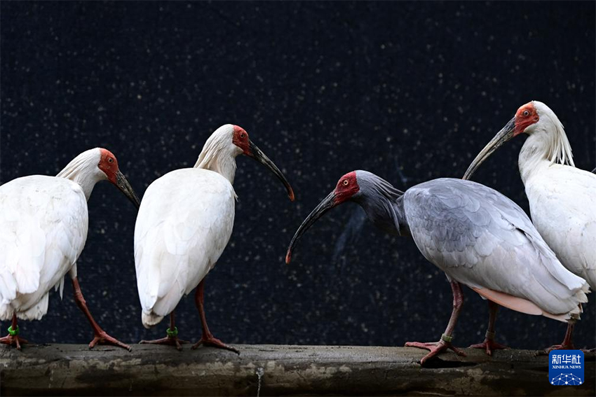 Қызыл құтанның мекені – құстардың әсем қимылы