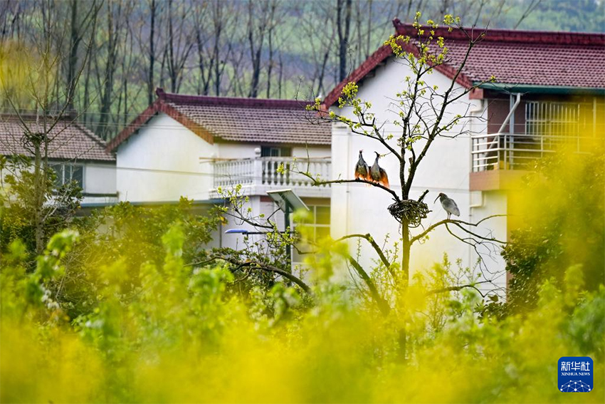 Қызыл құтанның мекені – құстардың әсем қимылы