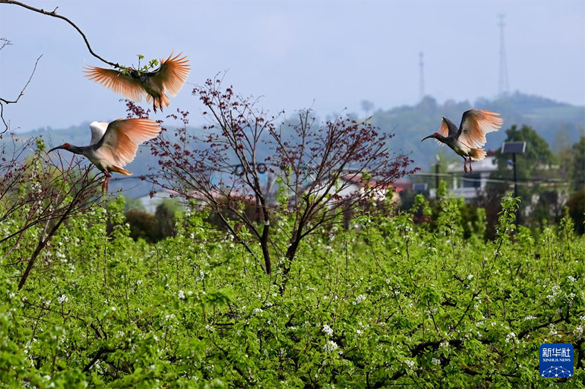 Қызыл құтанның мекені – құстардың әсем қимылы