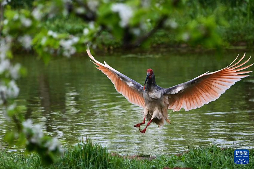 Қызыл құтанның мекені – құстардың әсем қимылы