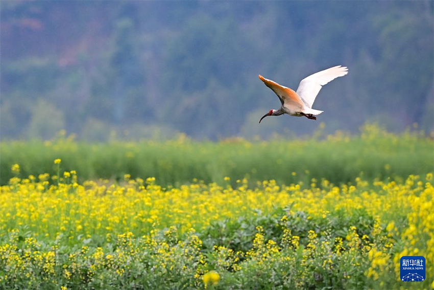 Қызыл құтанның мекені – құстардың әсем қимылы