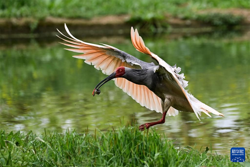 Қызыл құтанның мекені – құстардың әсем қимылы