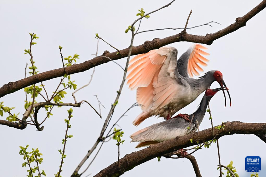 Қызыл құтанның мекені – құстардың әсем қимылы