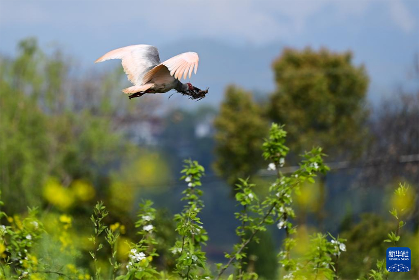 Қызыл құтанның мекені – құстардың әсем қимылы