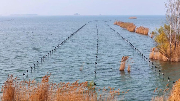 Мыңдаған су құзғыны көл үстінде сап түзеді