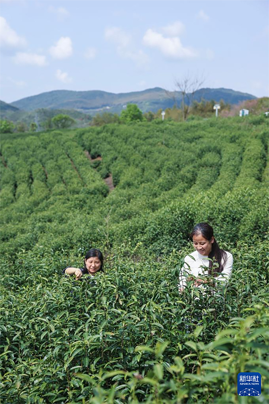 «Көктем самалы» атты батпырауықтар фестивалі ауылдық жерлердегі көктемгі туризм мен мәдениетті дамытуға көмектесті