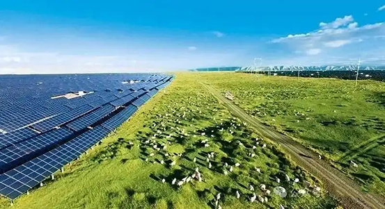 Цинхайдағі фотоэлектр панельдерінің астында қой бағу