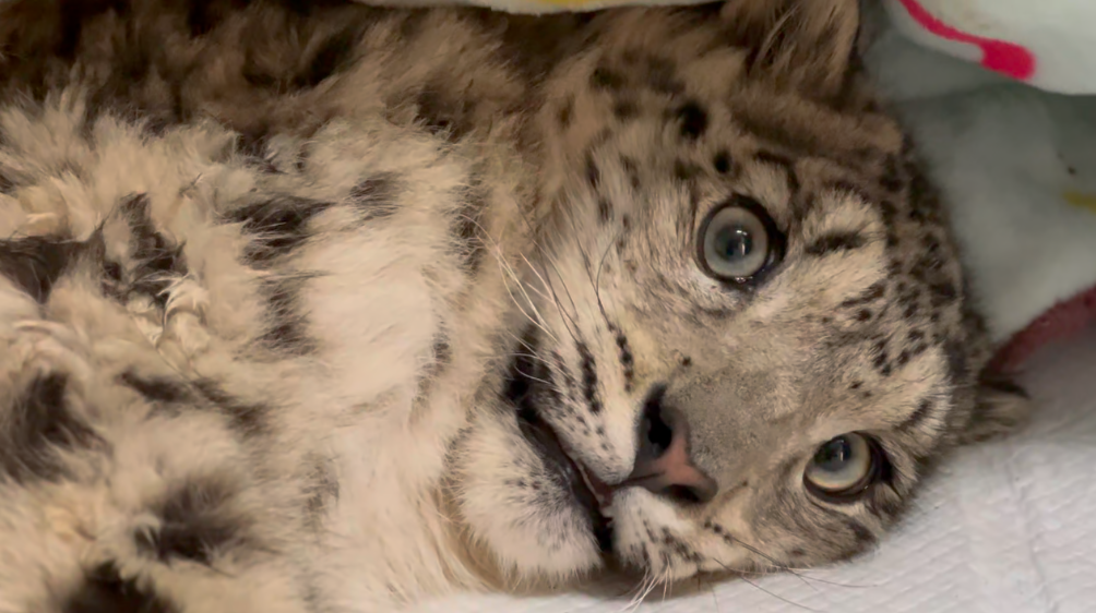 Синин жабайы табиғат саябағы жарақаттанған қар барысын құтқарды