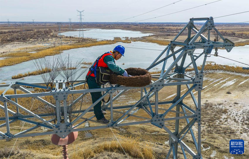 Шыңжаңның Алтай аймағы: «Өмір ұясы» іс-шарасы жыл құсын, сулы-батпақты жерлердің экологиясын, электр желілерінің қауіпсіздігін қорғайды