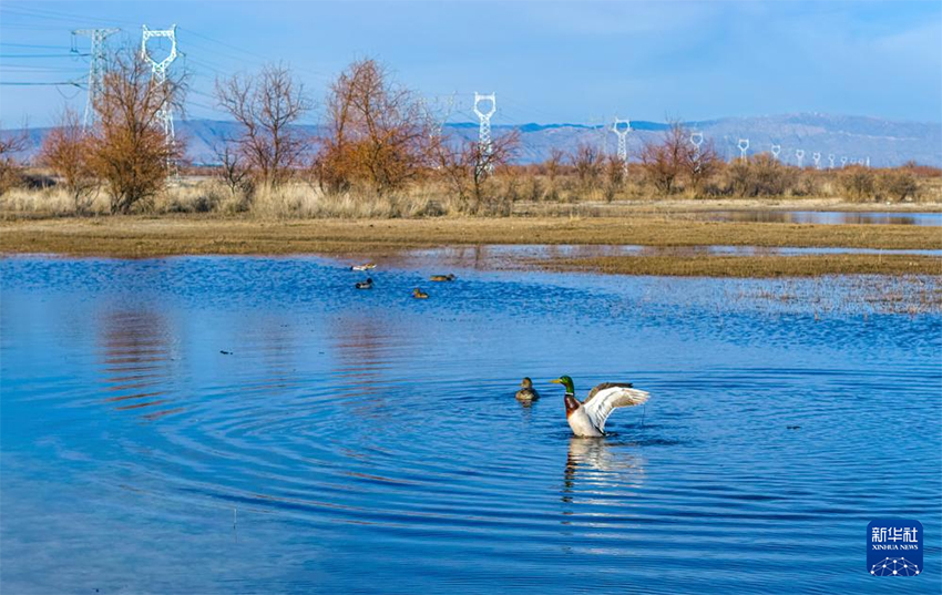 Шыңжаңның Алтай аймағы: «Өмір ұясы» іс-шарасы жыл құсын, сулы-батпақты жерлердің экологиясын, электр желілерінің қауіпсіздігін қорғайды
