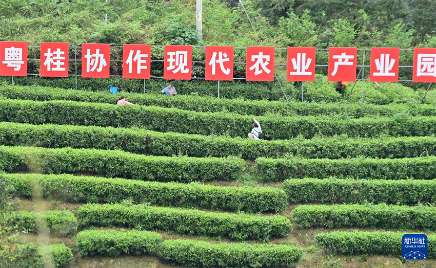 Көктемгі серуен және шай туризмінің мәдени іс-шарасы