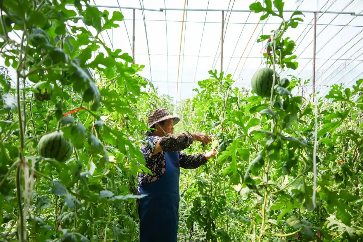 Шаньдун өлкесі Вэйфан қаласында кішкентай қарбыздар пісті