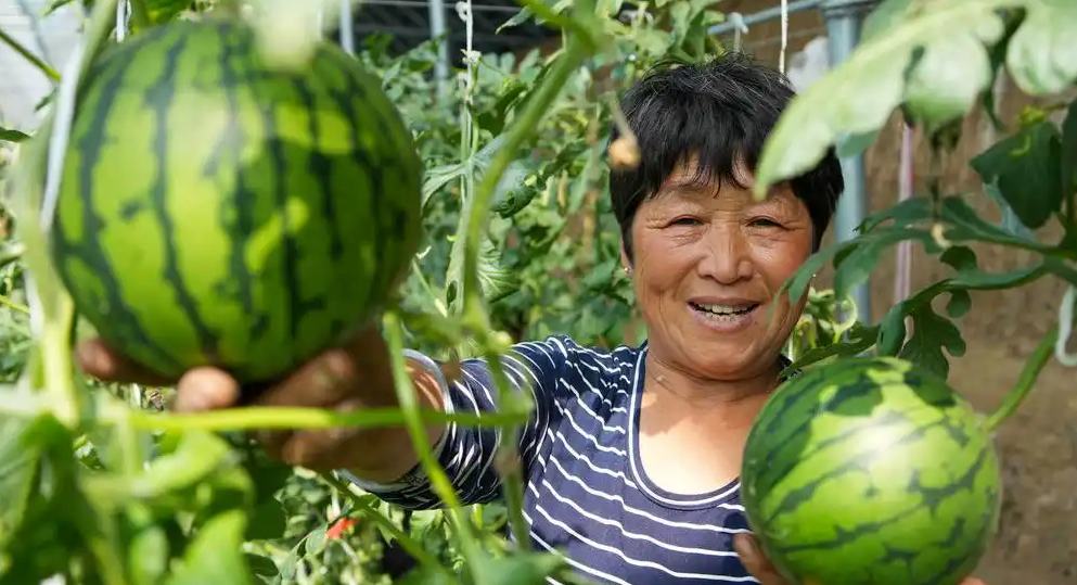 Шаньдун өлкесі Вэйфан қаласында кішкентай қарбыздар пісті