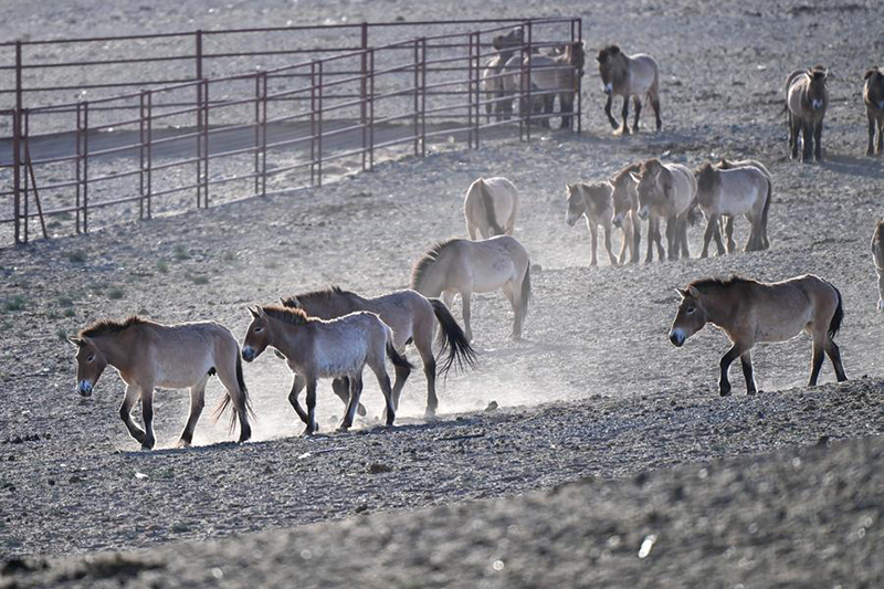 Шыңжаңда 30 керқұлан табиғи жайлымға жіберілді