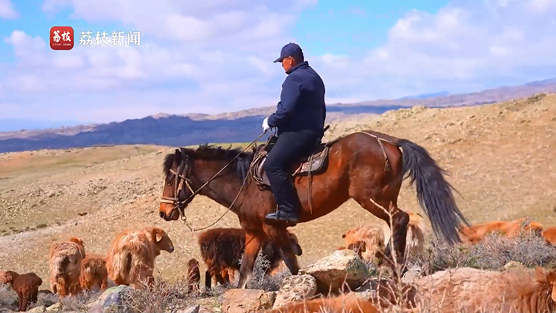 Көктемгі төл науқаны! Алтай таласындағы жас төл және өміршеңдік
