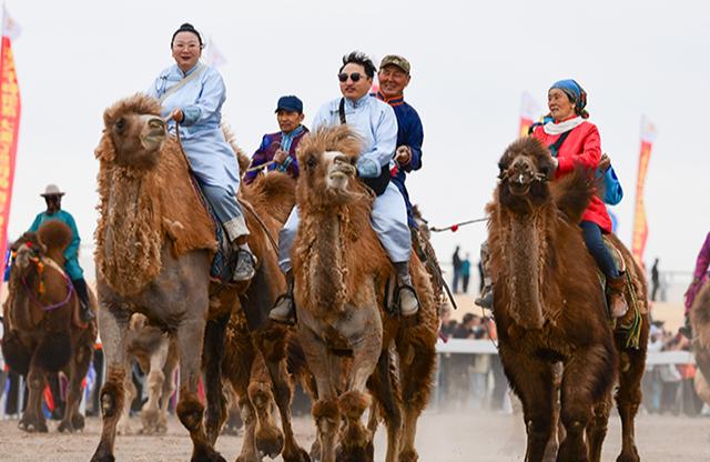 Ішкі Моңғұлдың Эзнээ өңірінде түйе және ат бәйгесі өтті