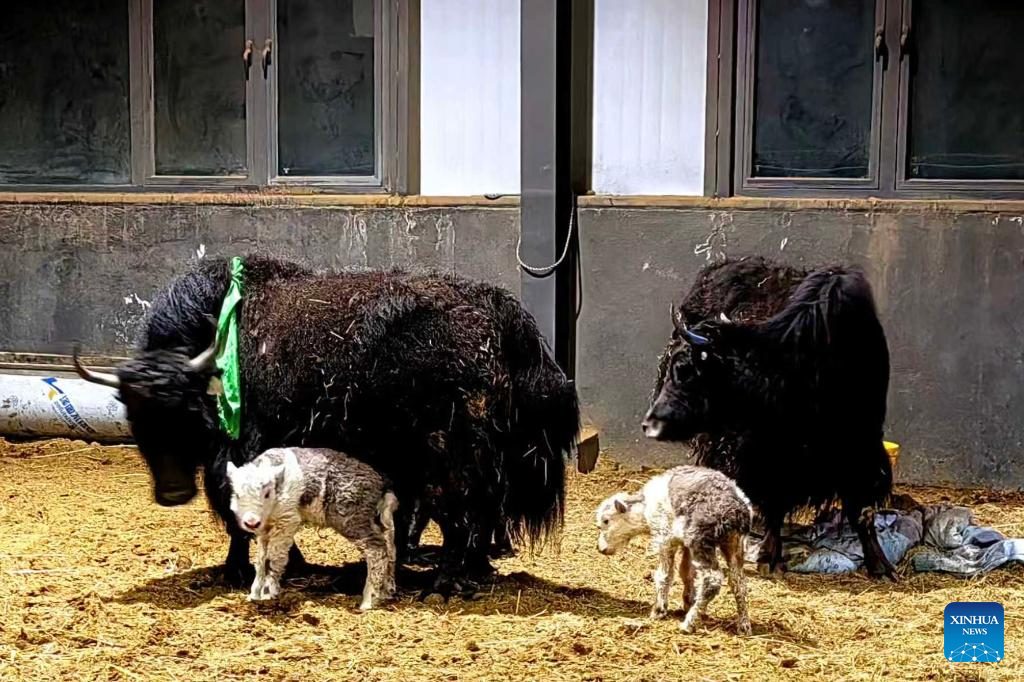 Қытайда клондалған қодастардың екінші легі табиғи жолмен төлдеді