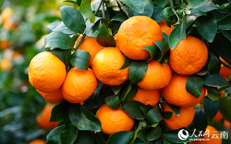 Юньнань өлкесі Дали облысында он мыңдаған му вогань мандариндері мол өнім берді