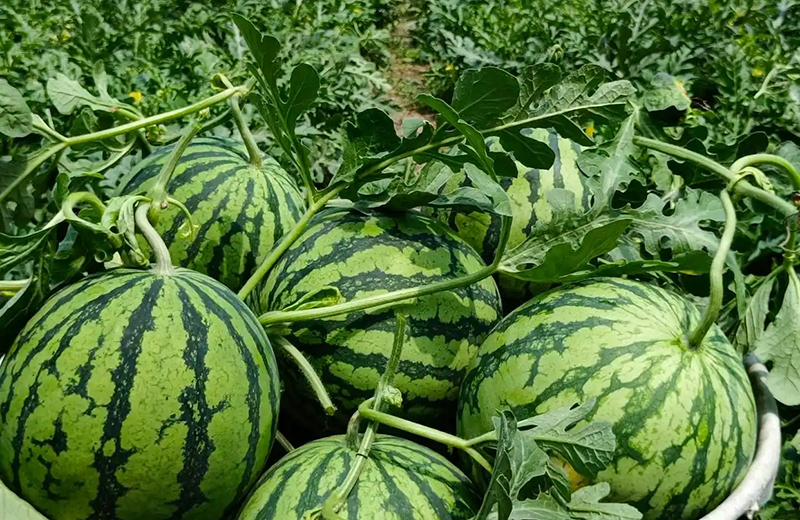 Пішәннің қарбызы пісіп, төрт тараптың нарығына жіберіле бастады