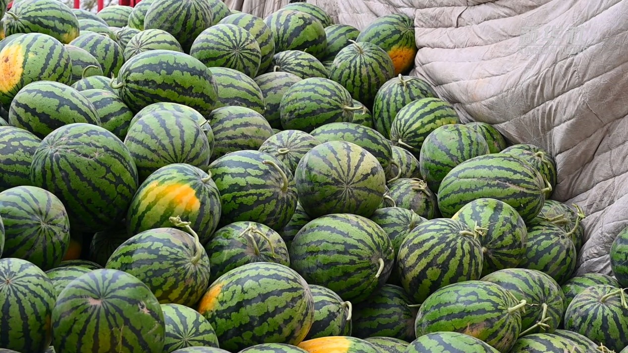 Шыңжаңның Тұрпан аймағында қарбыздан мол өнім алынды