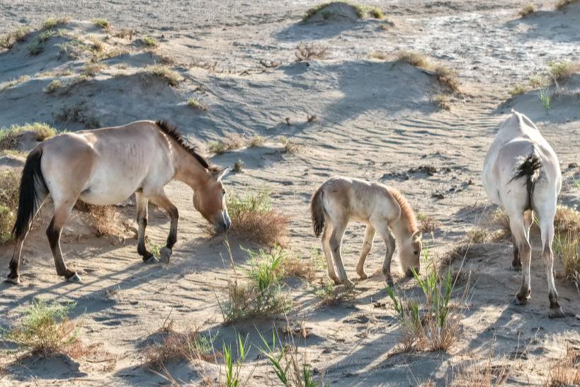 Ганьсу өлкесінің Дуньхуанында керқұландар құлындады