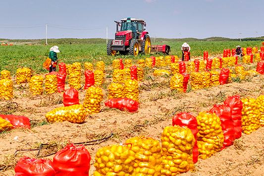 Ішкі Моңғұлдың Ордос қаласында шөл картобынан мол өнім алынды